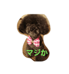 トイプーあじちゃん（個別スタンプ：13）