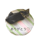 キジトラ猫モカ1（個別スタンプ：4）