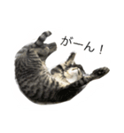 キジトラ猫モカ1（個別スタンプ：6）