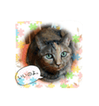 元野良猫たちのスタンプです。（個別スタンプ：2）