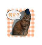 元野良猫たちのスタンプです。（個別スタンプ：4）