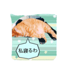 元野良猫たちのスタンプです。（個別スタンプ：5）