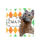 元野良猫たちのスタンプです。（個別スタンプ：6）