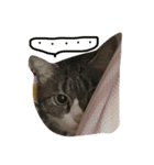 takurami no nyaa（個別スタンプ：1）