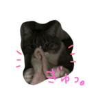 takurami no nyaa（個別スタンプ：2）