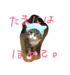 takurami no nyaa（個別スタンプ：5）