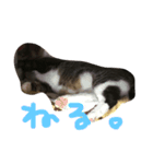 takurami no nyaa（個別スタンプ：6）