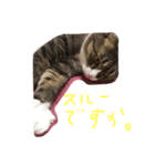 takurami no nyaa（個別スタンプ：7）