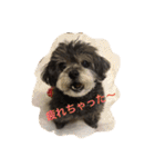シープーのモニカちゃん①（個別スタンプ：6）