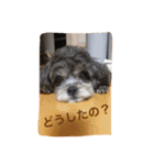 シープーのモニカちゃん①（個別スタンプ：19）