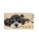 シープーのモニカちゃん①（個別スタンプ：20）