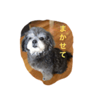 シープーのモニカちゃん①（個別スタンプ：21）