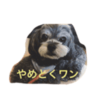 シープーのモニカちゃん①（個別スタンプ：23）