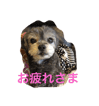 シープーのモニカちゃん①（個別スタンプ：35）