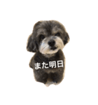 シープーのモニカちゃん①（個別スタンプ：37）