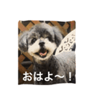 シープーのモニカちゃん①（個別スタンプ：40）