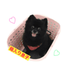 黒ポメchouchou ①（個別スタンプ：1）