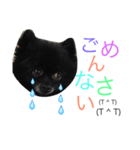 黒ポメchouchou ①（個別スタンプ：3）