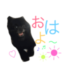 黒ポメchouchou ①（個別スタンプ：4）