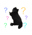 黒ポメchouchou ①（個別スタンプ：5）