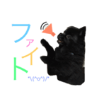 黒ポメchouchou ①（個別スタンプ：12）
