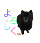 黒ポメchouchou ①（個別スタンプ：15）