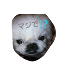 ペキ（個別スタンプ：2）