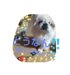ペキ（個別スタンプ：3）