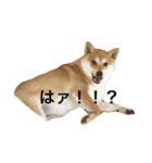 柴犬こりん（個別スタンプ：1）