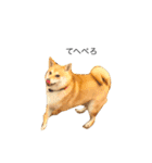 柴犬こりん（個別スタンプ：2）