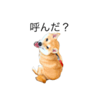柴犬こりん（個別スタンプ：3）
