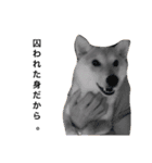 柴犬こりん（個別スタンプ：5）