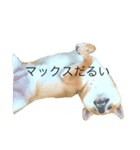 柴犬こりん（個別スタンプ：7）