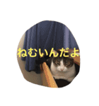 毎日トム！（個別スタンプ：2）