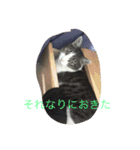毎日トム！（個別スタンプ：4）