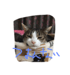 毎日トム！（個別スタンプ：6）