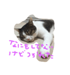 毎日トム！（個別スタンプ：11）