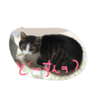 毎日トム！（個別スタンプ：13）