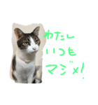 毎日トム！（個別スタンプ：14）