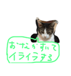 毎日トム！（個別スタンプ：15）