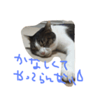 毎日トム！（個別スタンプ：16）