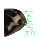 毎日トム！（個別スタンプ：17）