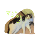 毎日トム！（個別スタンプ：24）