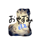 ナナです（個別スタンプ：4）