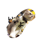 ナナです（個別スタンプ：22）