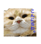 ぼくは、みかんと申します。（個別スタンプ：4）