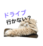 ぼくは、みかんと申します。（個別スタンプ：7）