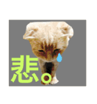 ぼくは、みかんと申します。（個別スタンプ：14）