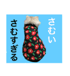 ぼくは、みかんと申します。（個別スタンプ：15）