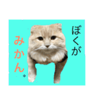 ぼくは、みかんと申します。（個別スタンプ：23）